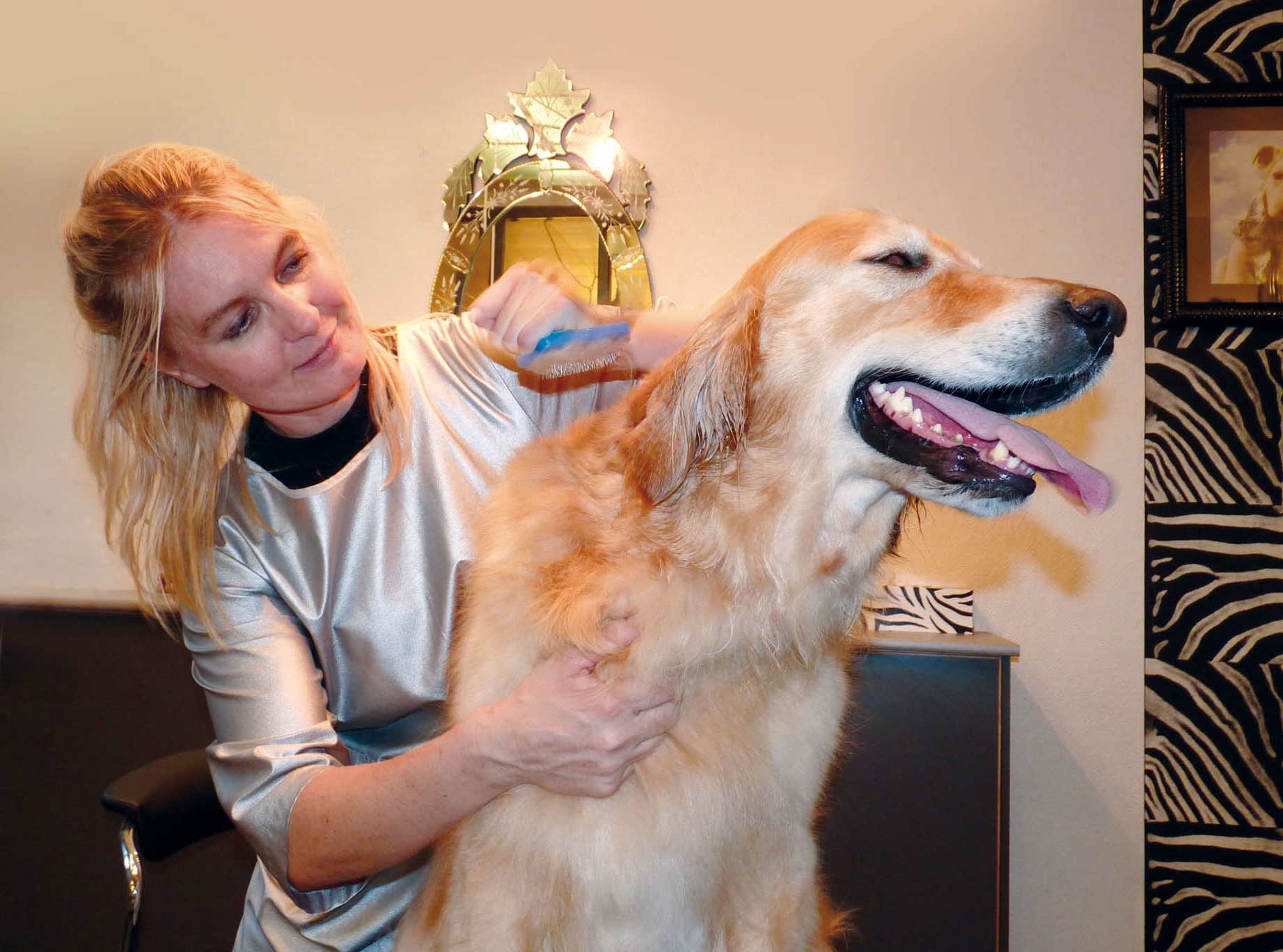 Toelettatrice di Pet & Wellness mentre spazzola un Golden Retriever nel salone di Faloppio, vicino a Lugano