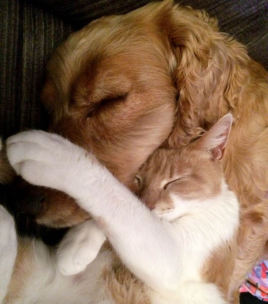 Cane e gatto accolti nel salone Pet & Wellness per trattamenti di igiene e benessere
