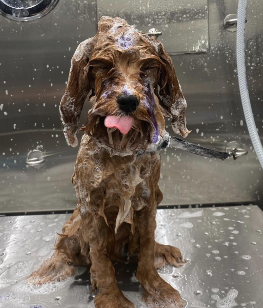 Cane durante il lavaggio nel salone Pet & Wellness