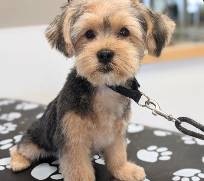 Cane meticcio dopo la toelettatura da Pet & Wellness