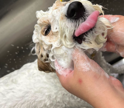 Pelo bianco trattato con prodotti sbiancanti Pet & Wellness