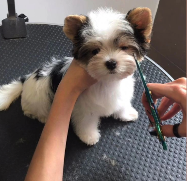 Yorkshire toelettato da Pet & Wellness
