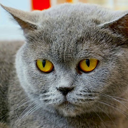Toelettatura gatti vicino a Lugano presso Pet Wellness