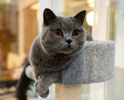Gatto grigio rilassato su una cuccia sopraelevata nella pensione felina