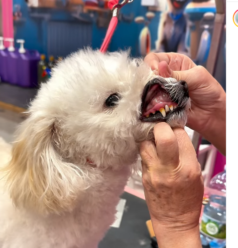 Igiene dentale laser e ozono su cane da Pet & Wellness