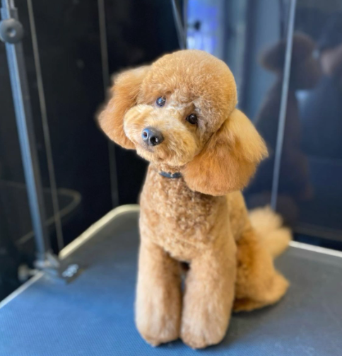 Maltipoo albicocca dopo la toelettatura da Pet & Wellness