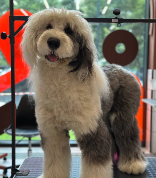 Cane di grossa mole toelettato da Pet & Wellness