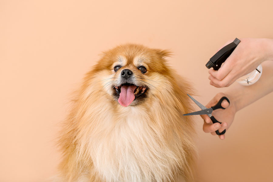 Toelettatura cani vicino a Lugano con asciugatura manuale