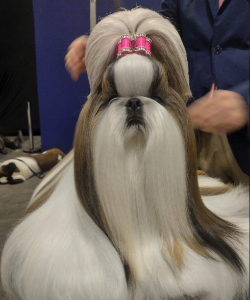 Shih Tzu toelettato con cura nel salone Pet & Wellness