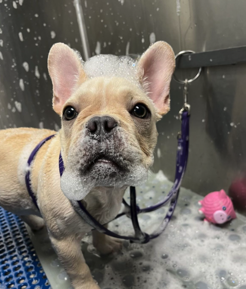 Bulldog francese durante il bagno SPA da Pet & Wellness